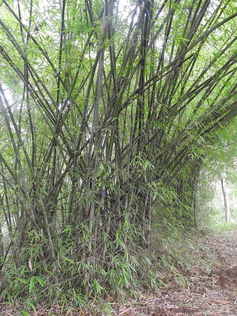 Nứa