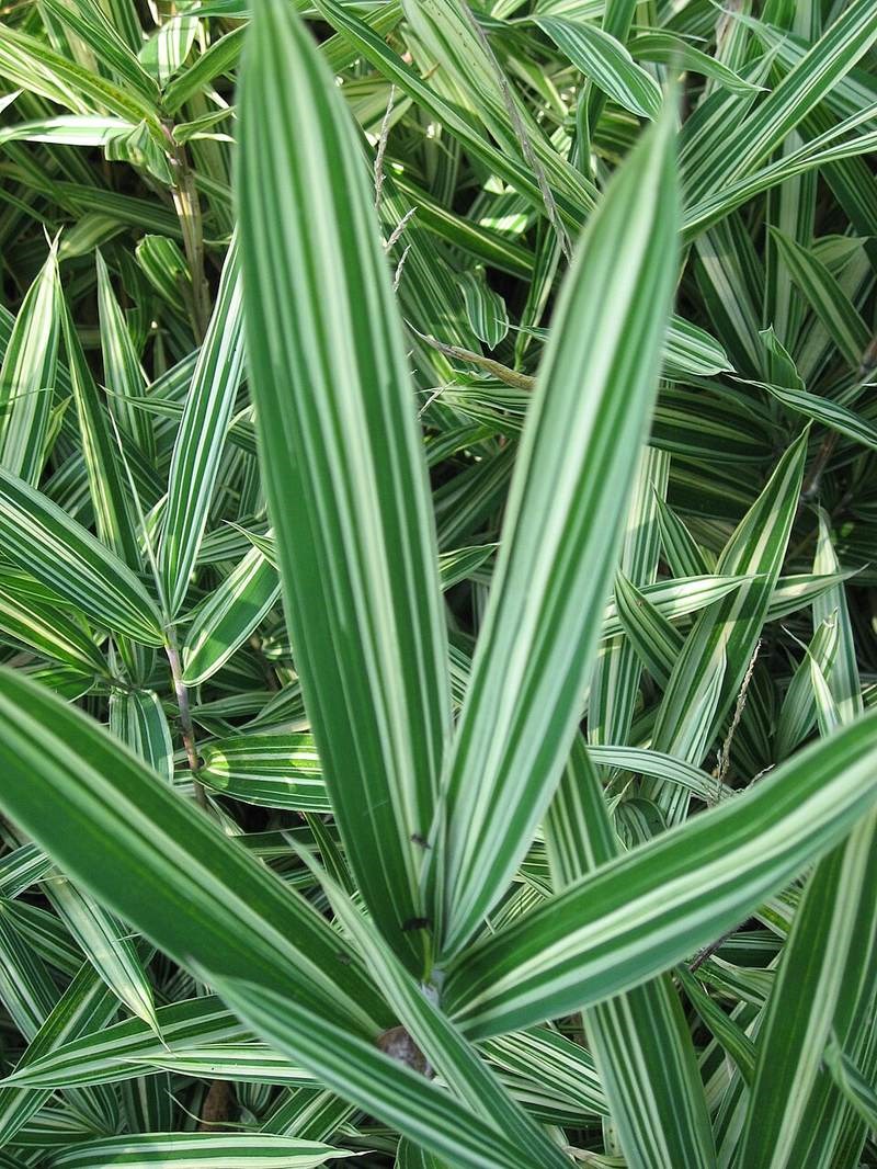Trúc cảnh Nhật