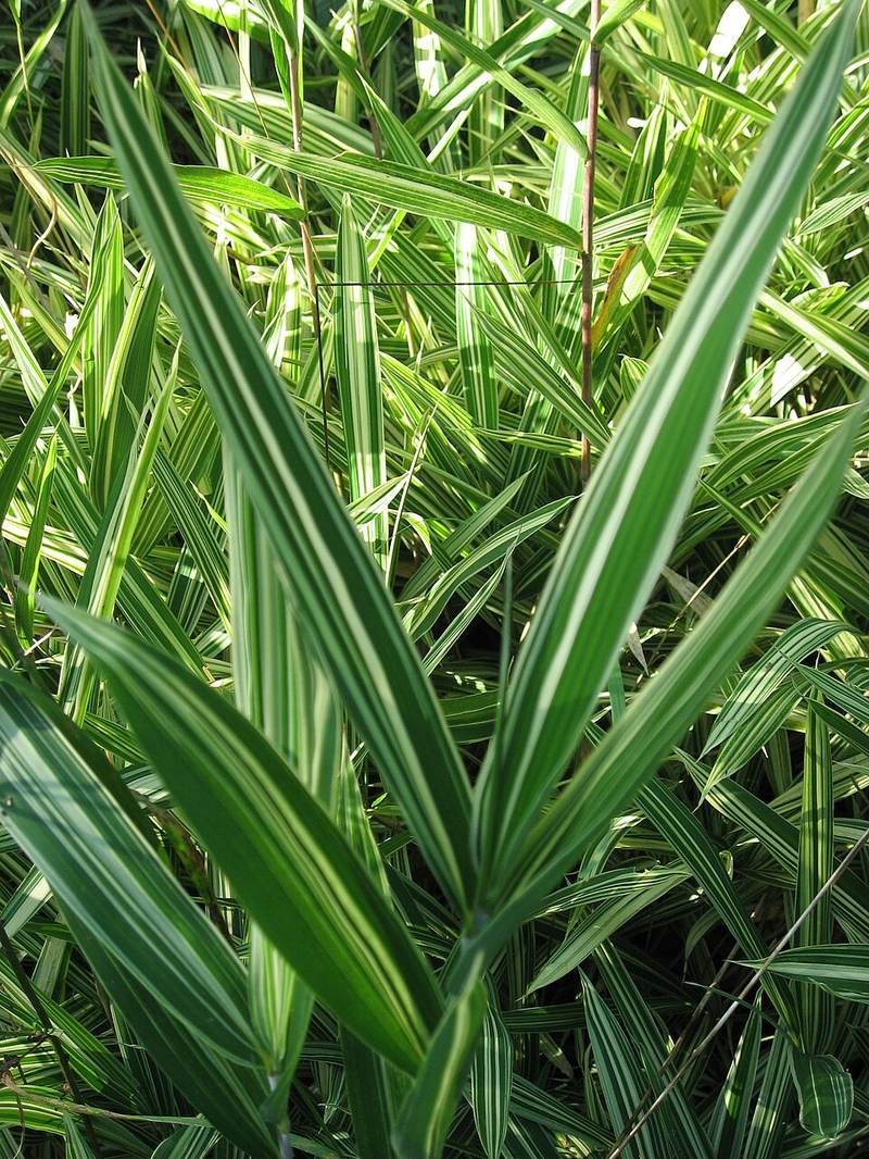 Trúc cảnh Nhật