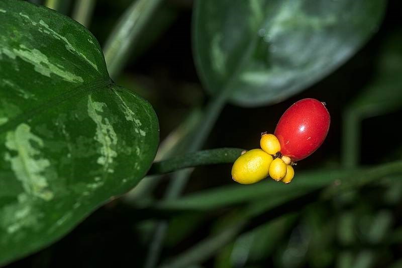 Ngân hậu, minh ty trắng