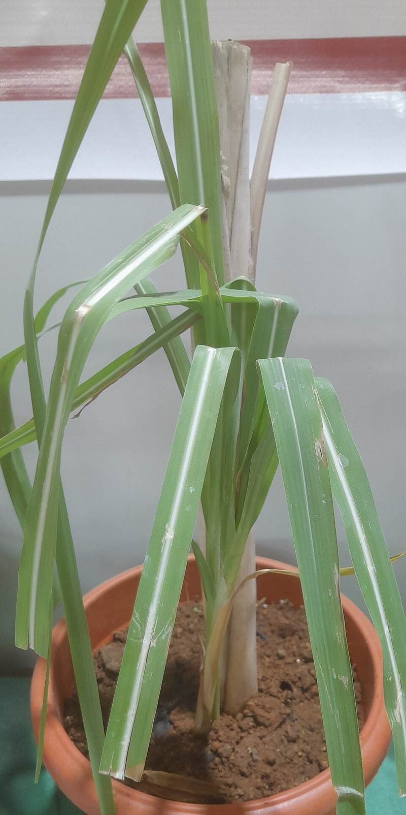 Cỏ lau (bông lau)