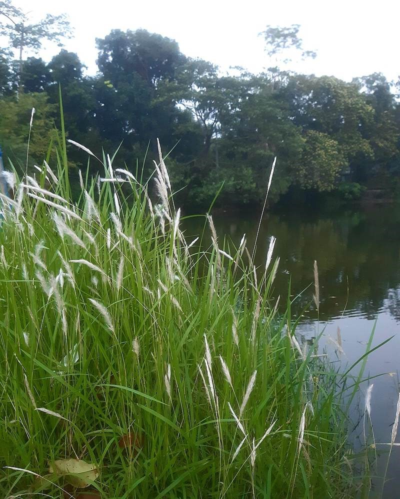 Cỏ tranh