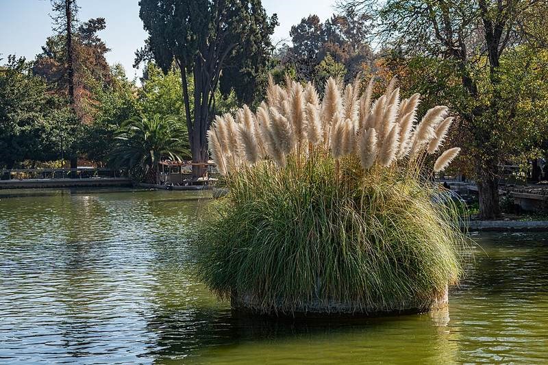 Cỏ pampas