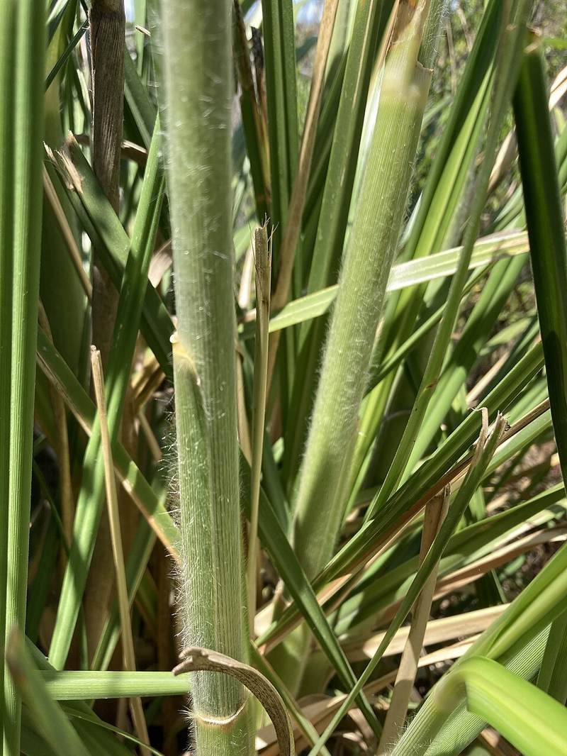 Cỏ pampas