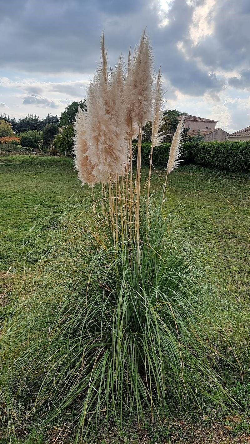 Cỏ pampas
