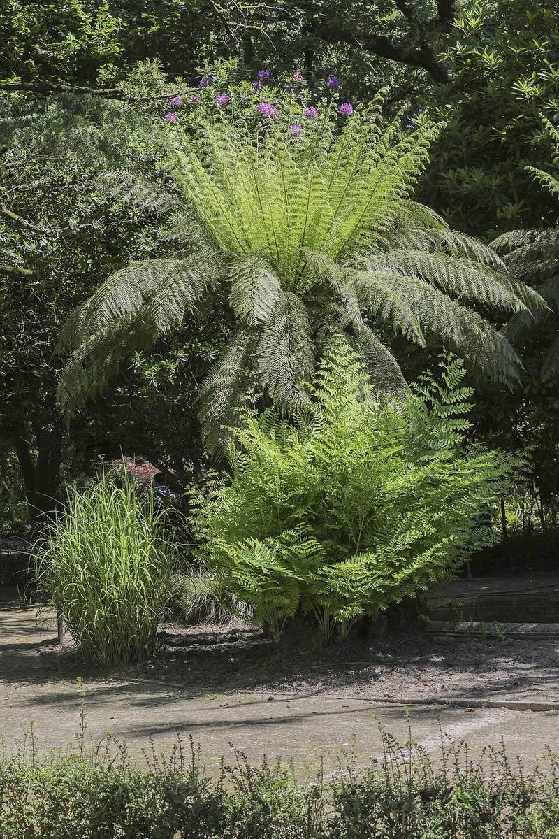 Cỏ lăn Nhật (miscanthus)