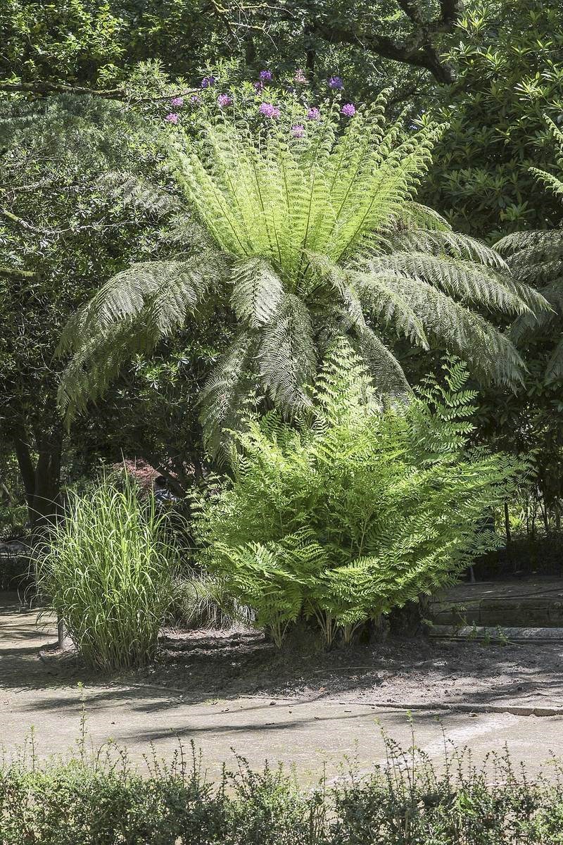 Cỏ lăn Nhật (miscanthus)