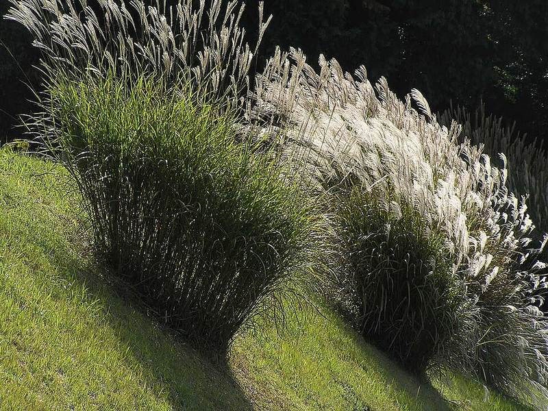Cỏ lăn Nhật (miscanthus)