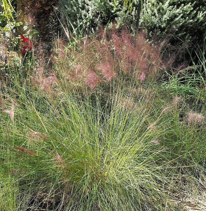 Cỏ muhly hồng