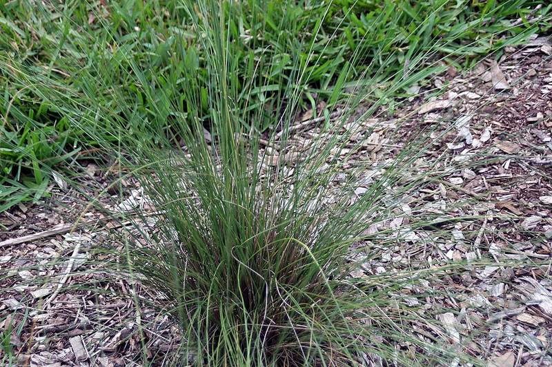 Cỏ muhly hồng