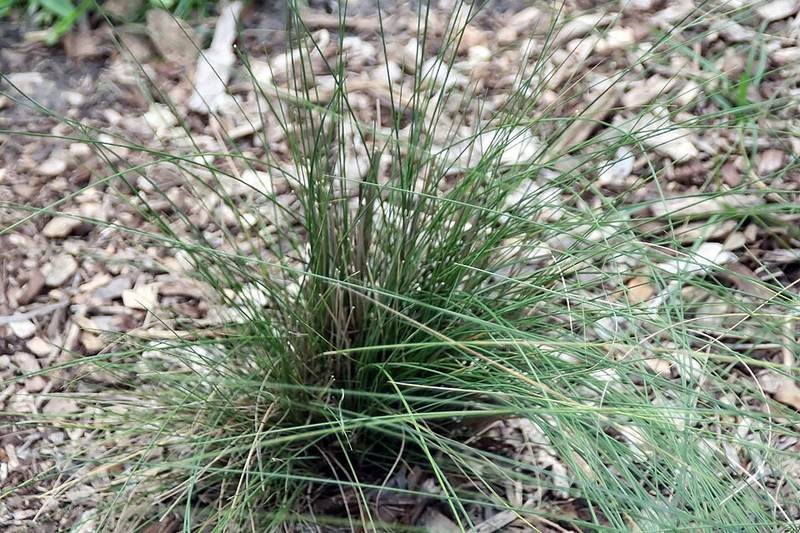 Cỏ muhly hồng