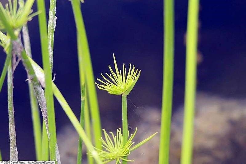 Cỏ đồng tiền (thủy trúc lùn)