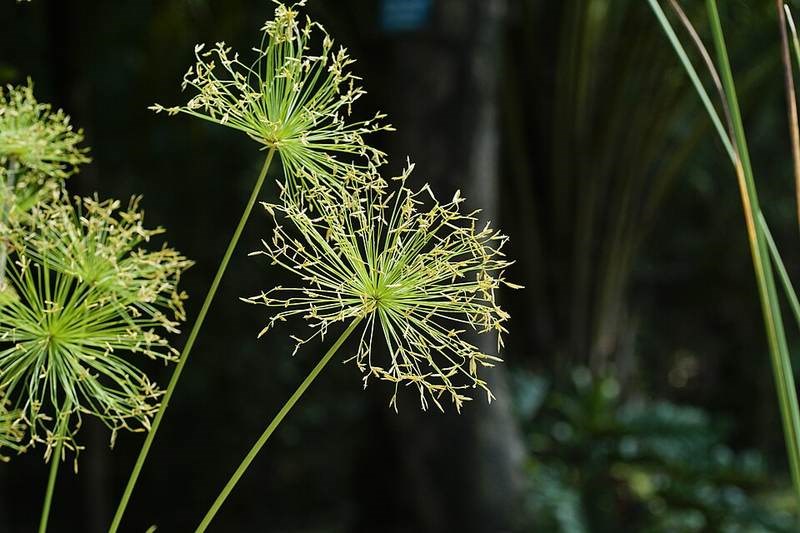 Cỏ đồng tiền (thủy trúc lùn)