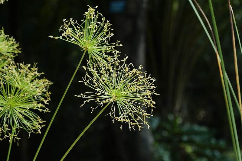 Cỏ đồng tiền (thủy trúc lùn)