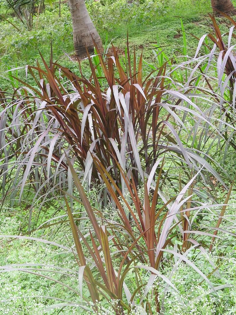 Cỏ voi cảnh