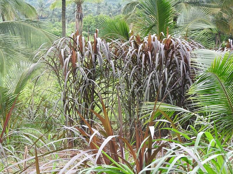 Cỏ voi cảnh