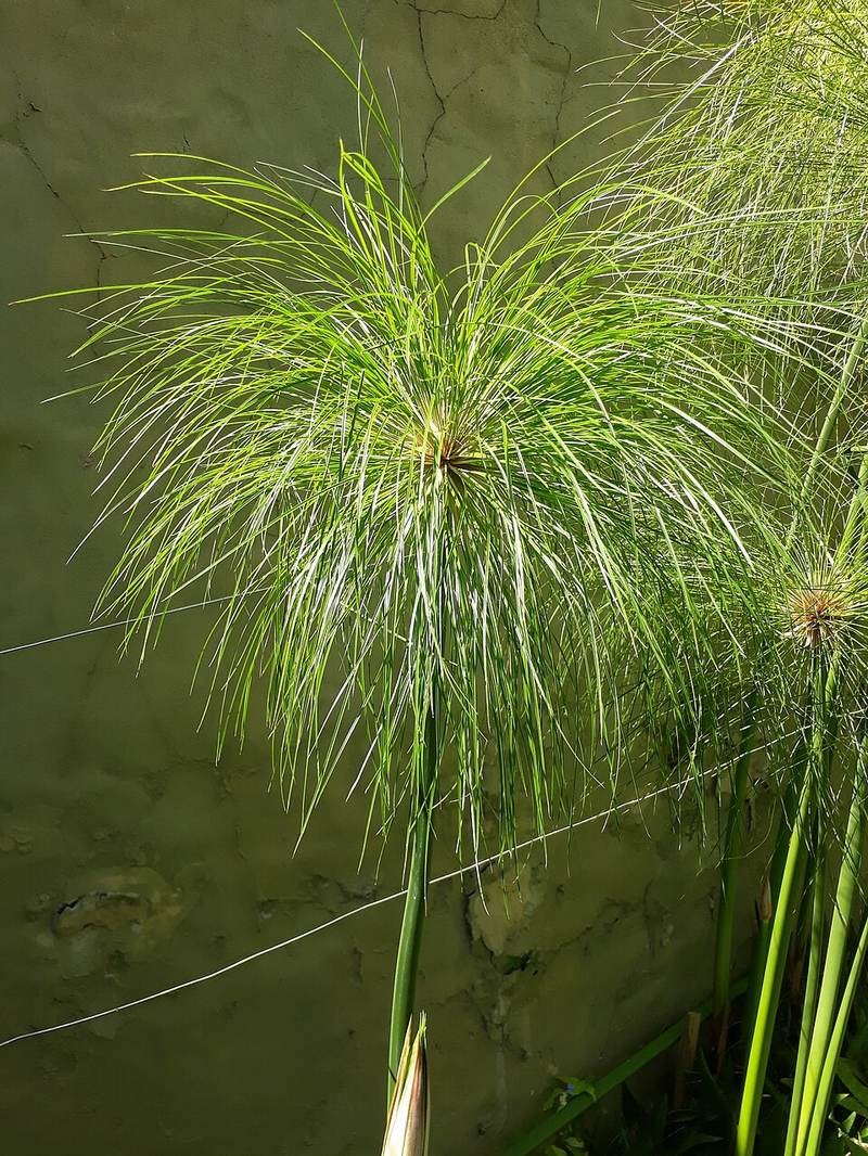 Cói giấy (papyrus)