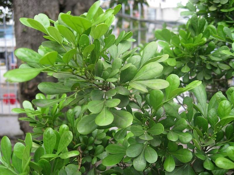 Ngâu - Mộc ngưu