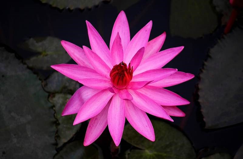 Súng trắng