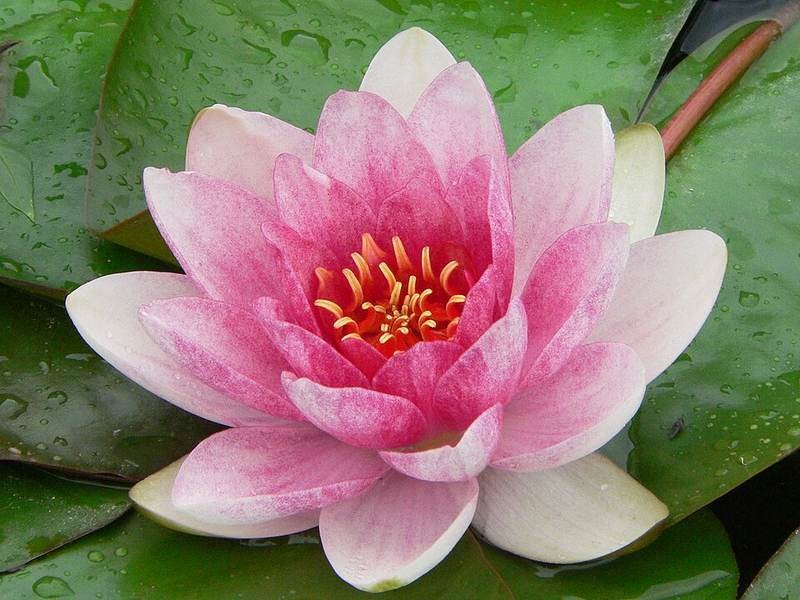 Súng Nhật