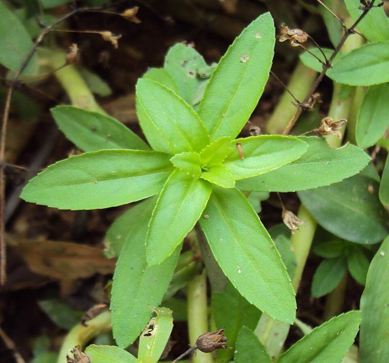 Rau ngổ (thủy sinh)