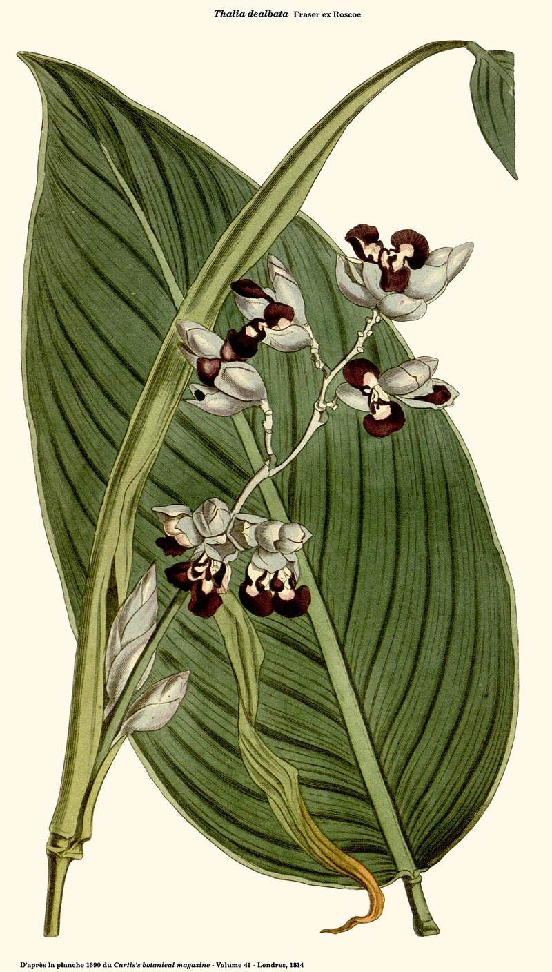 Thanh tú (chân chim nước)