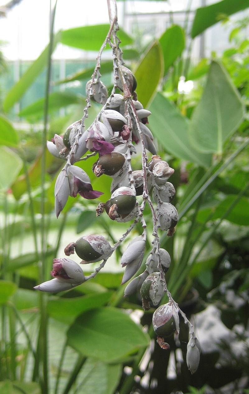 Thanh tú (chân chim nước)