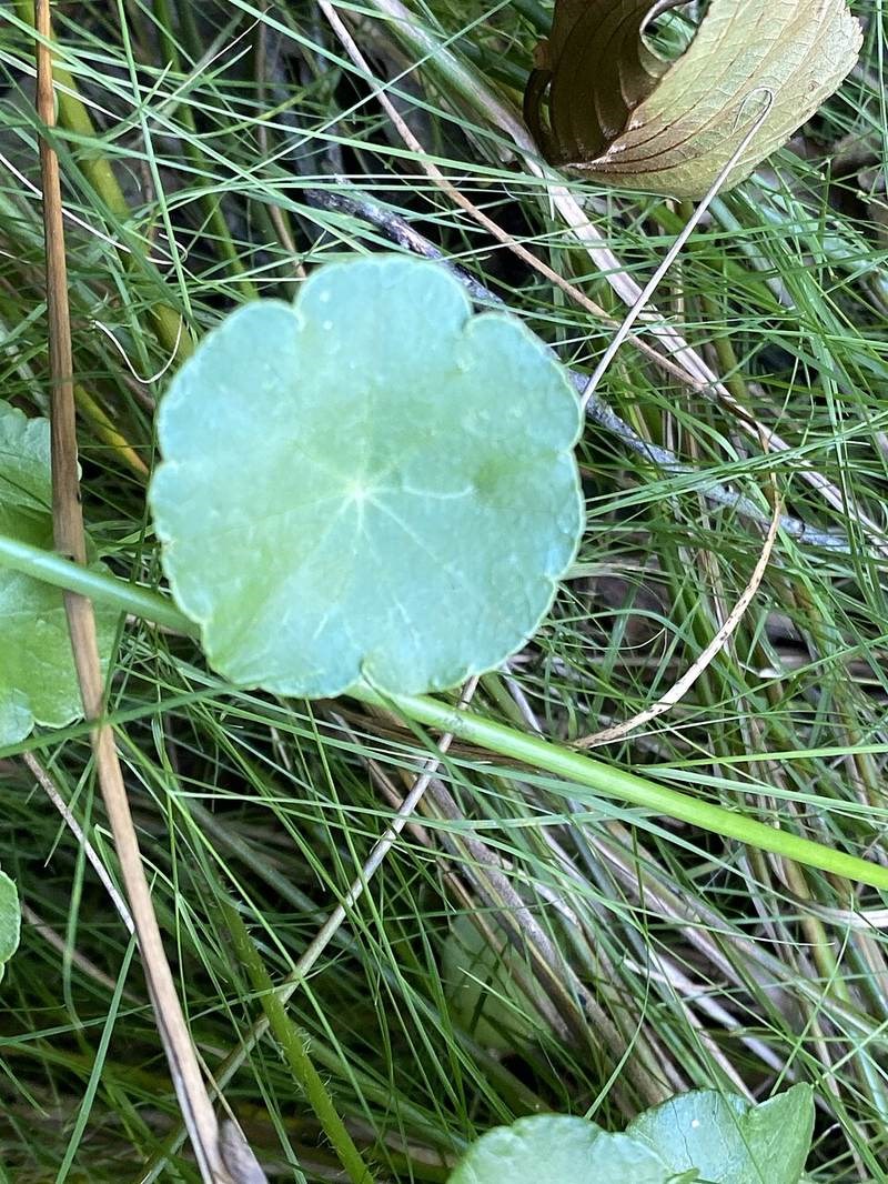 Rau má nước
