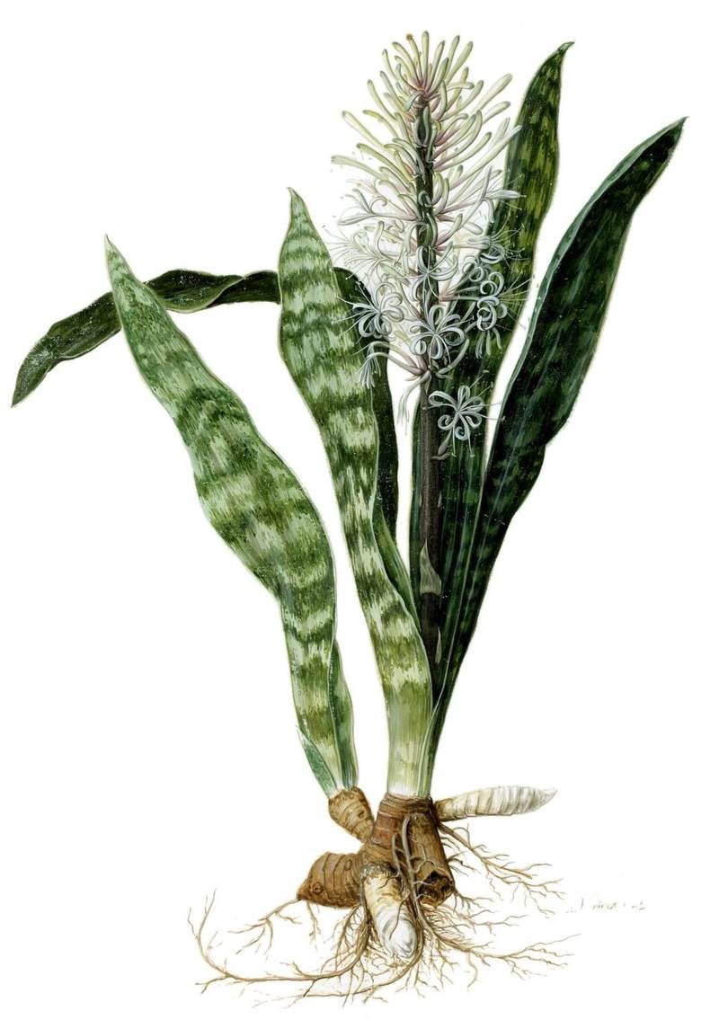 Lưỡi hổ Thái