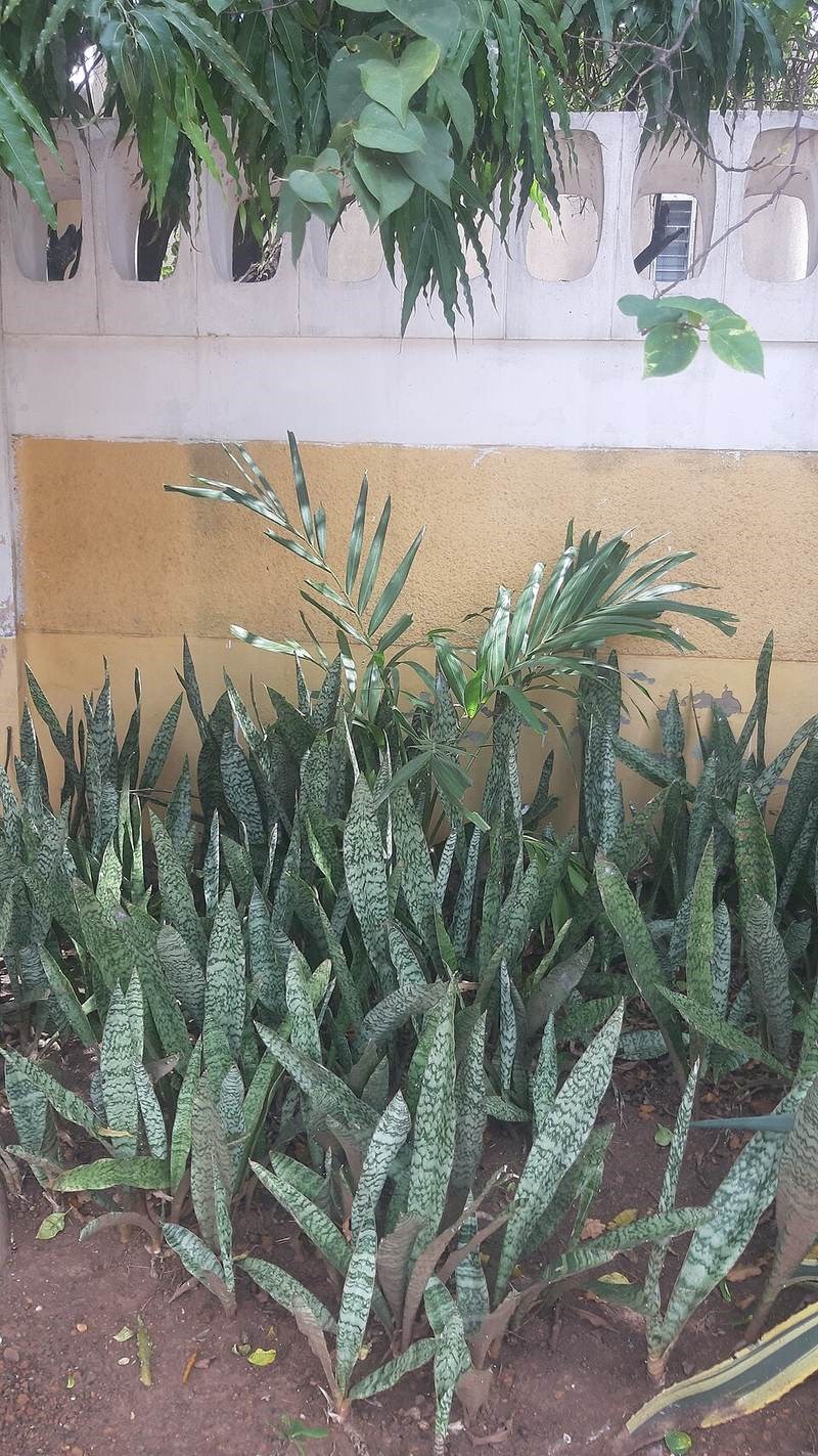 Lưỡi hổ vằn vàng