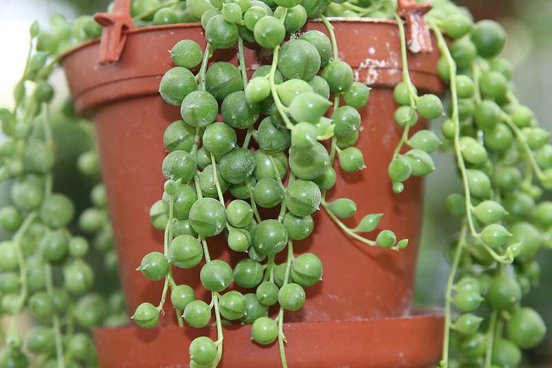 Chuỗi ngọc trai đứng