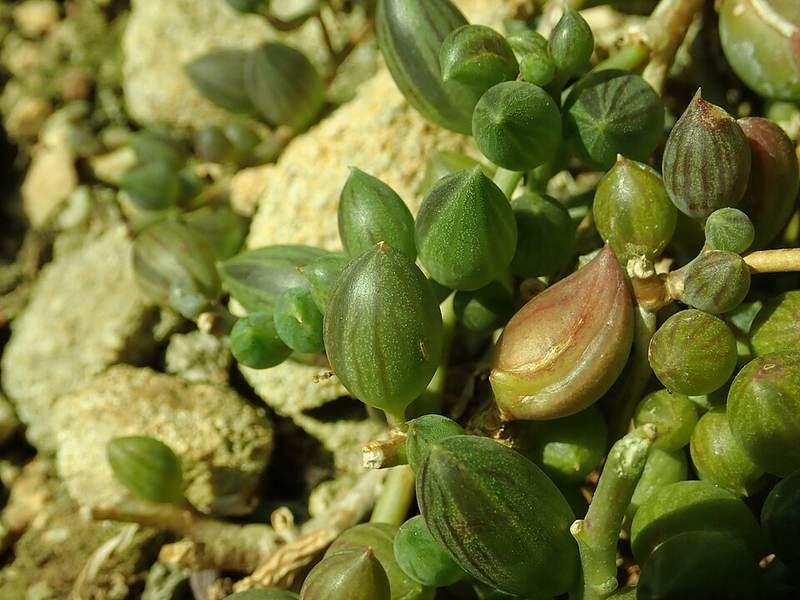 Chuỗi ngọc trai đứng