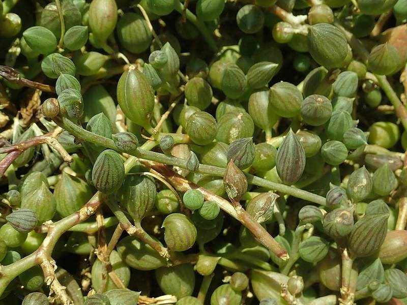 Chuỗi ngọc trai đứng