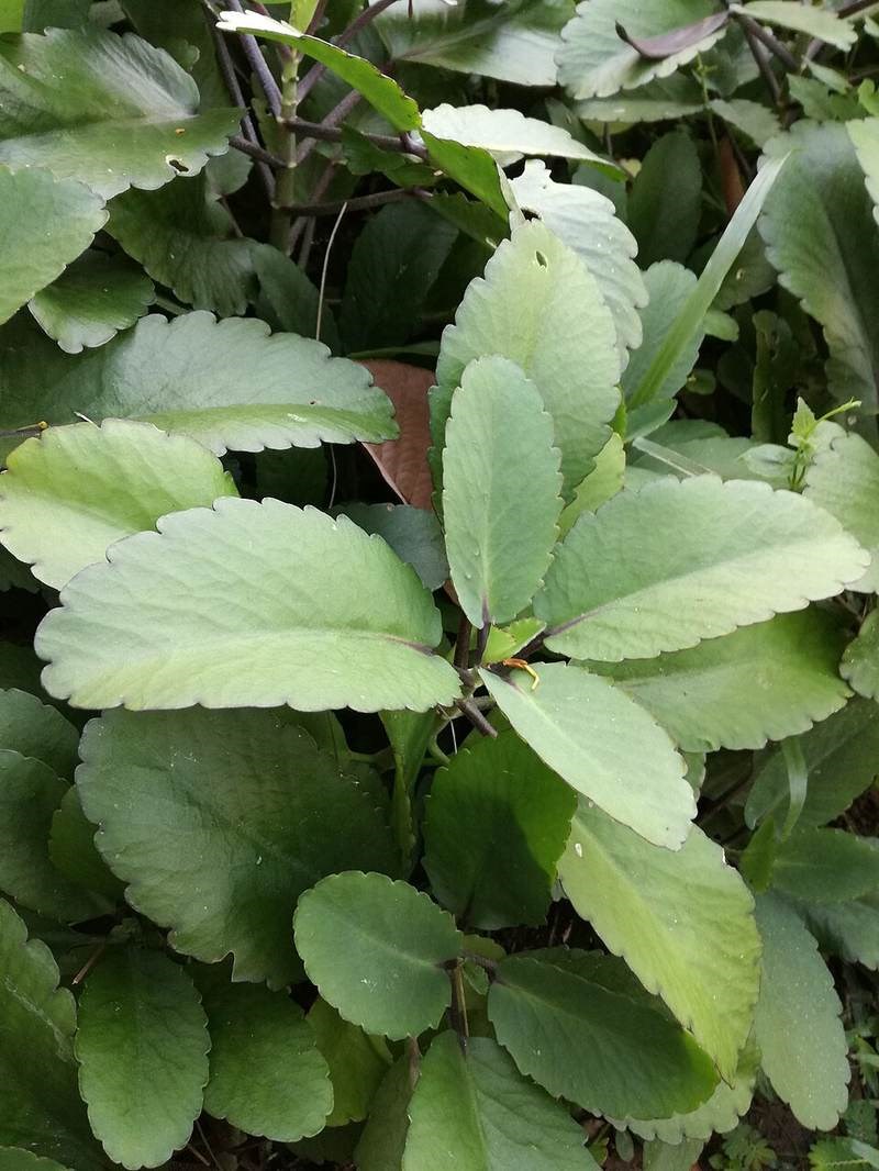 Thuốc bỏng (sống đời)