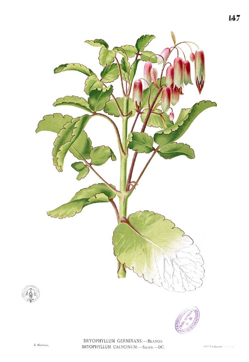 Thuốc bỏng (sống đời)