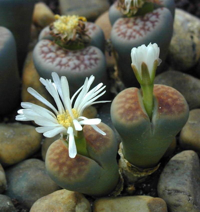 Đá cảnh lithops