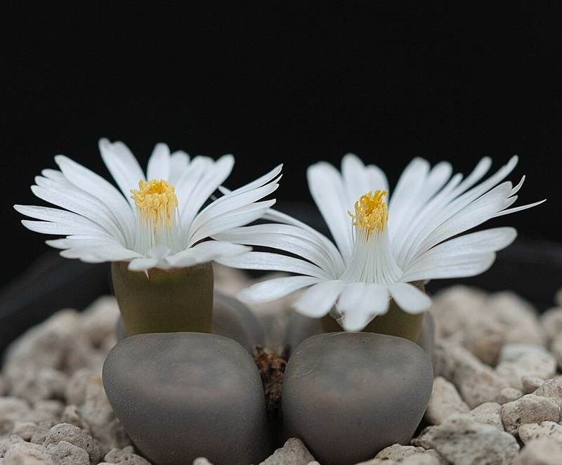 Đá cảnh lithops