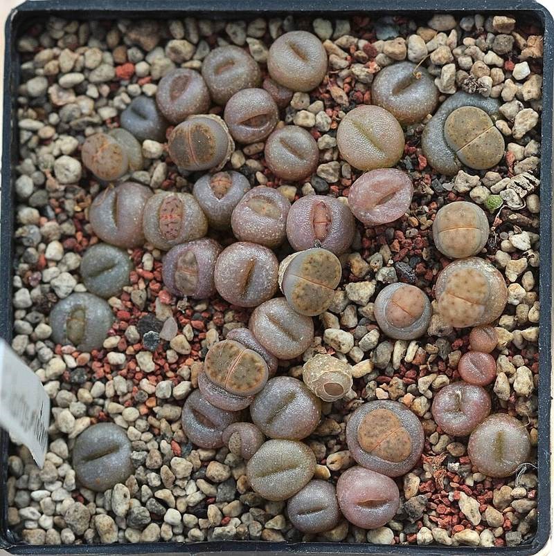 Đá cảnh lithops