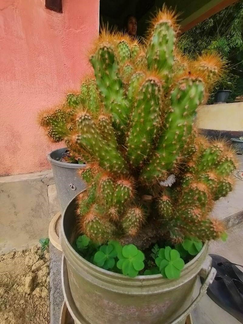 Xương rồng trụ