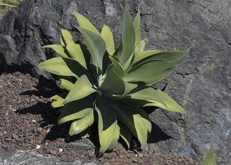 Thùa xanh (agave xanh)