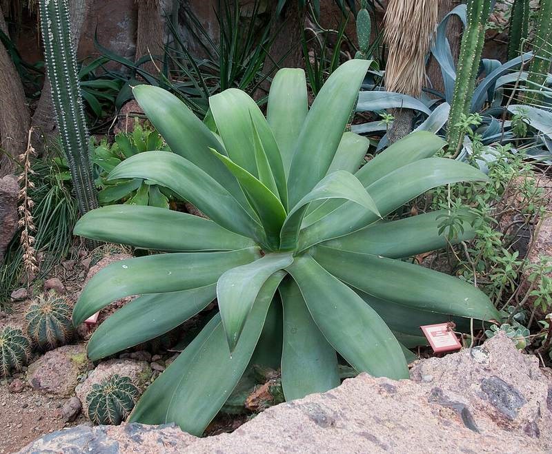 Thùa xanh (agave xanh)