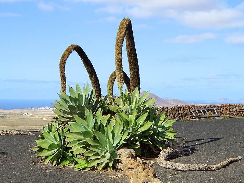 Thùa xanh (agave xanh)