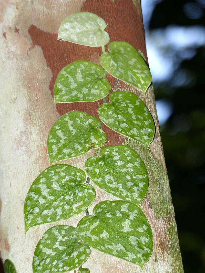Trầu bà cẩm thạch