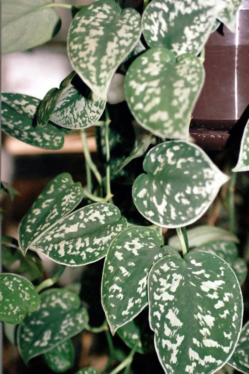 Trầu bà cẩm thạch