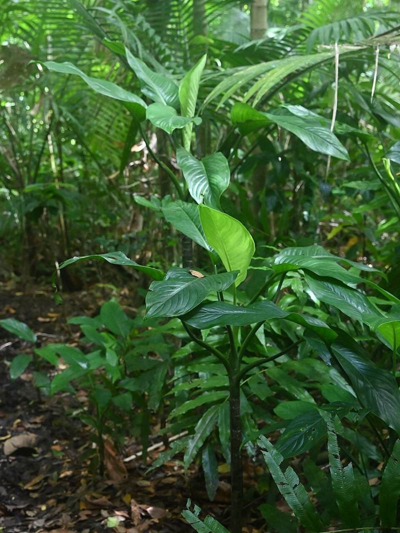 Ráy cẩm thạch (vạn niên thanh bẹ)