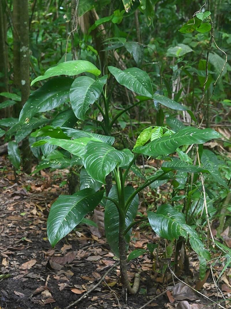 Ráy cẩm thạch (vạn niên thanh bẹ)