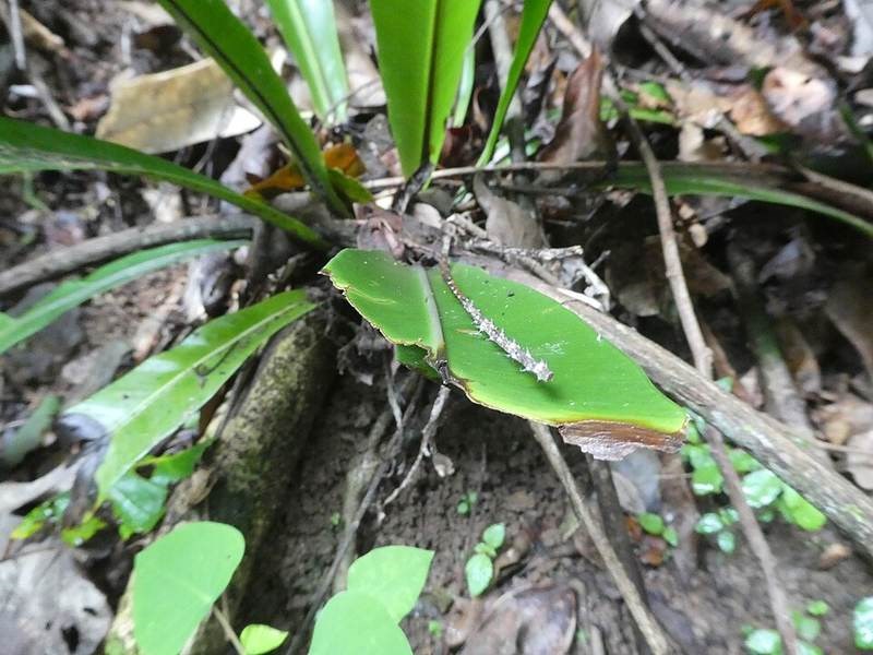 Dương xỉ tổ chim (ổ phụng)