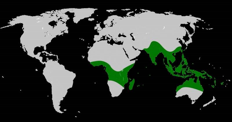 Ráng đuôi phụng (bổ cốt toái)