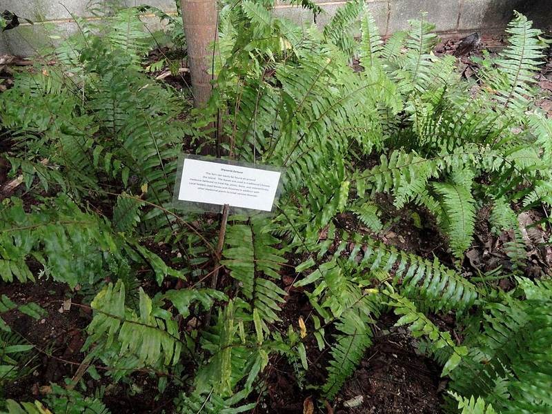 Ráng đuôi phụng (bổ cốt toái)
