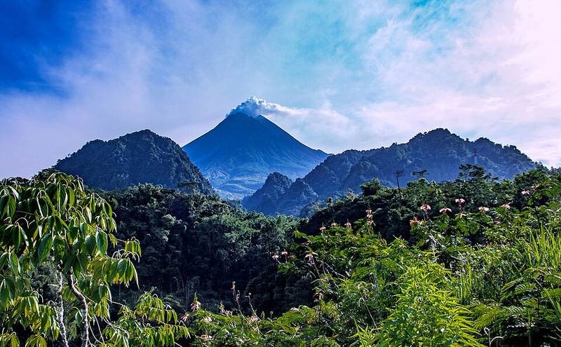 Dương xỉ cây (rừng)